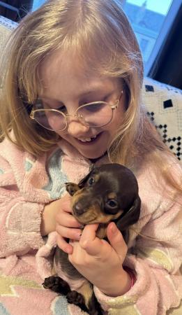 Image 17 of Ready to go ! Quality miniature dachshund puppies