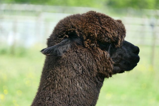 Image 6 of Alpacas - Group of Registered, friendly, young pets