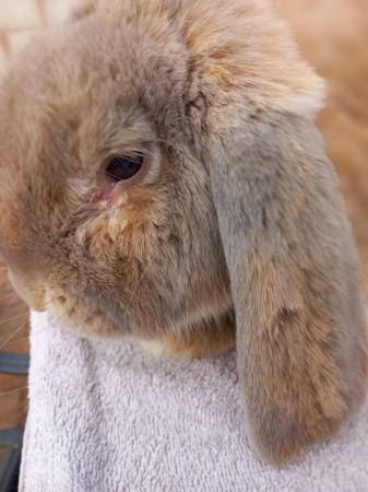 Image 4 of Beautiful male french lop