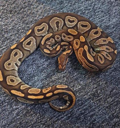 Image 9 of Royal python collection - REDUCED PRICES