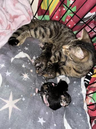 Image 2 of 4 kittens for sale ready 8th july