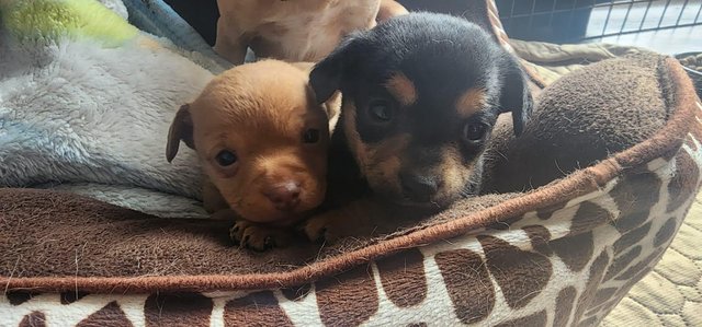 Image 4 of 10 week old female chihuahua jack pups for sale