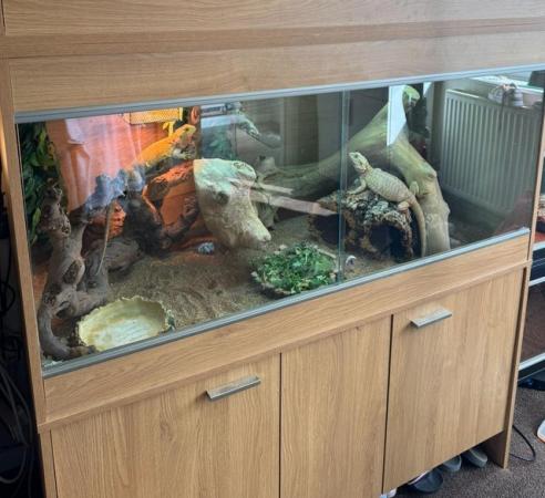 Image 4 of Bearded dragons with full setup