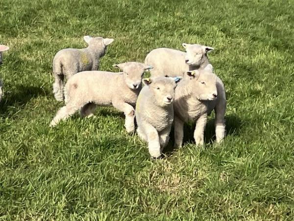 Image 2 of Ryelands Ewes and Lambs
