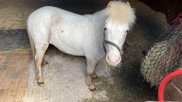 Image 3 of Lead rein pony gelding 8yrs SOLD