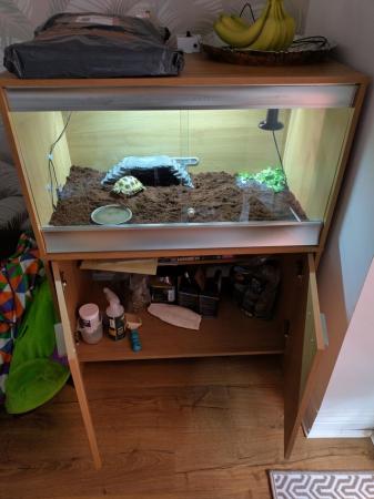 Image 4 of Horsfield tortoise with Viv and stand cupboard
