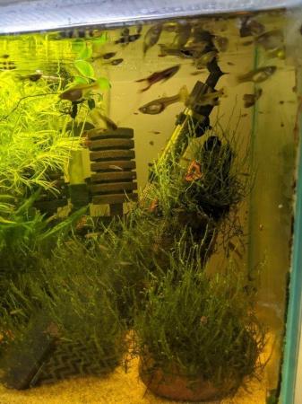 Image 4 of 25L Aquarium Fish Tank with Heater, Air Pump, Sponge Filter,