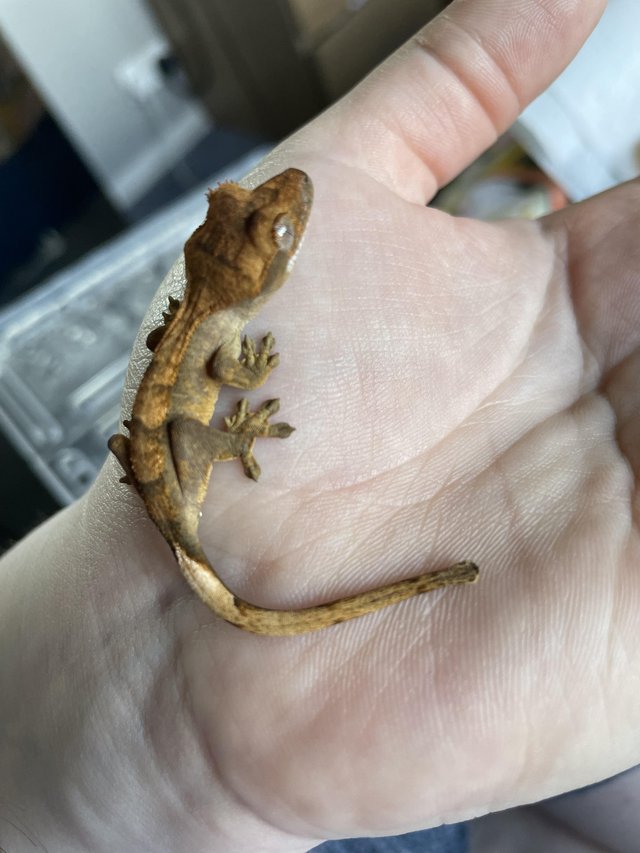 Preview of the first image of Baby Flame type Crested Gecko unsexed £30.