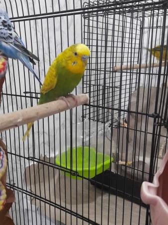 Image 3 of Bonded Budgie pair for sale