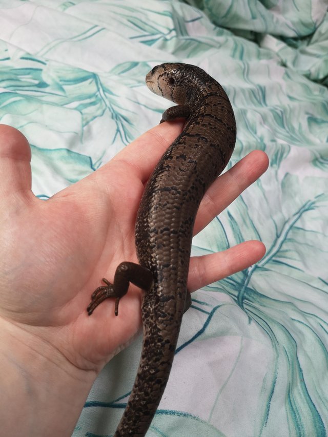 Preview of the first image of CB2022 Male Pink Tongue Skink ON HOLD.