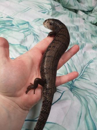 Image 1 of CB2022 Male Pink Tongue Skink ON HOLD