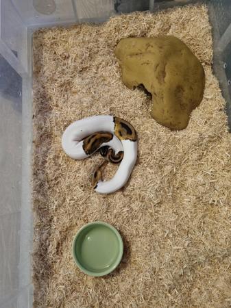 Image 4 of Female pied royal ball python