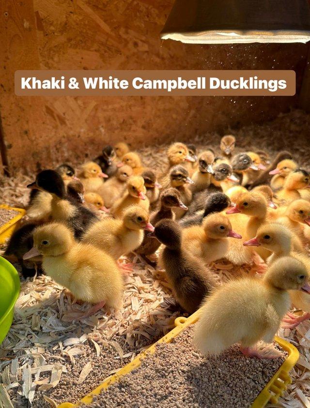 Preview of the first image of Ducklings in a range of breeds.