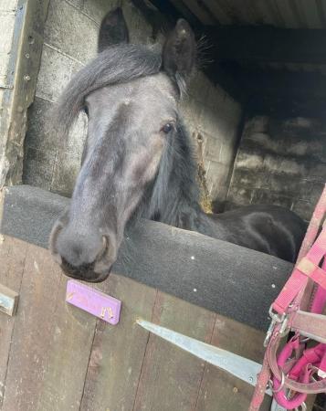 Image 1 of 4year old - approximately 13hh project fell mare for sale