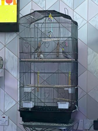 Image 5 of 3x male finches with cage and accessories