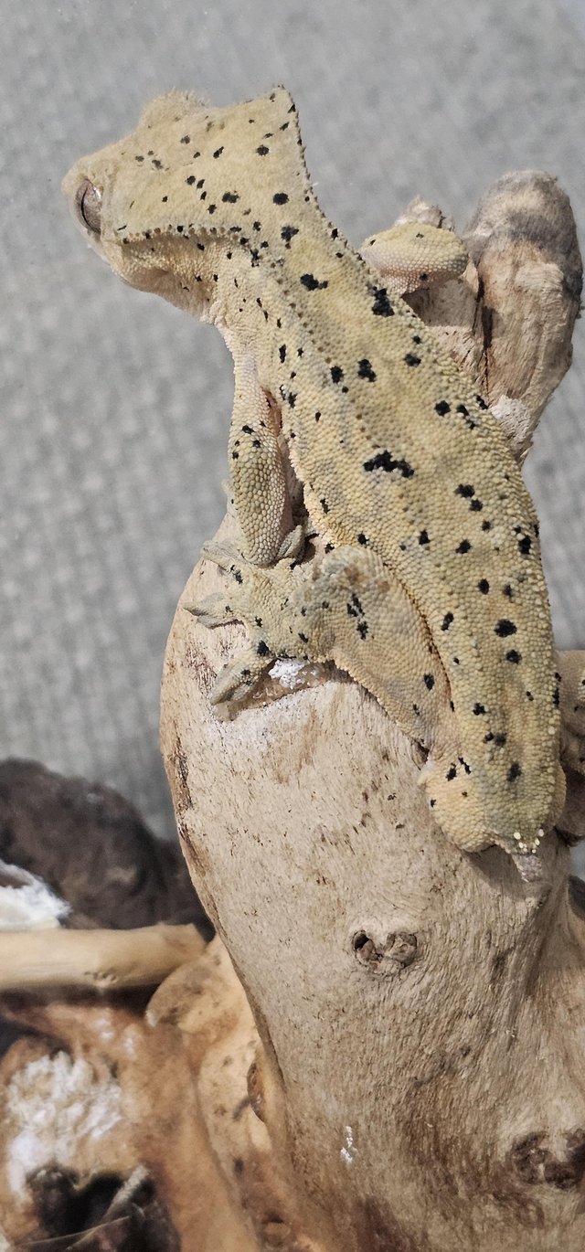 Preview of the first image of Male Super dalmation crested gecko.