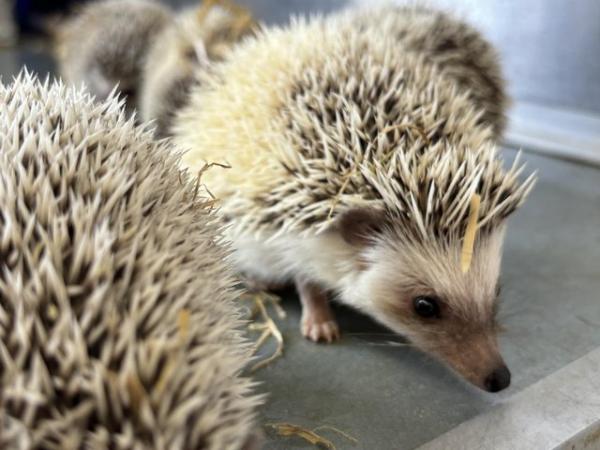 Image 2 of African Pygmy hedgehogs