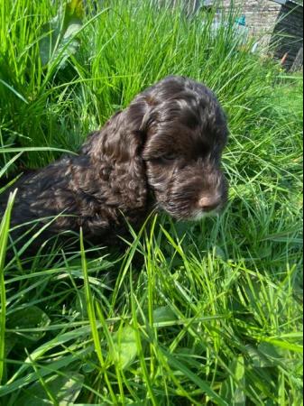 Image 12 of Miniature Cockapoo puppies (price negotiable ready to go )