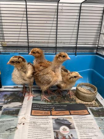 Image 2 of Chicks available, different ages/breeds