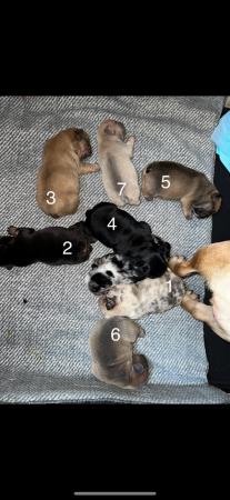 Image 5 of Beautiful French bulldog puppies ready to leave