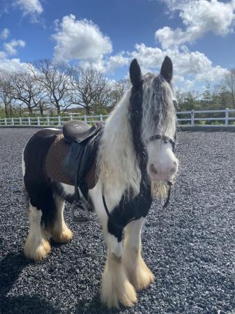 Image 2 of Outstanding traditional gypsy cob mare