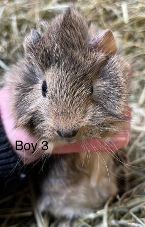 Image 3 of Well handled baby guinea pigs for sale