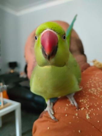 Image 3 of Female ringneck parrot l