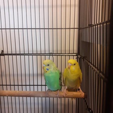 Image 8 of Beautiful baby hand tame budgies for sale