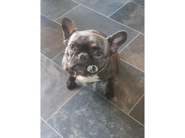 Image 4 of 2 Year old Female French Bulldog in Newcastle