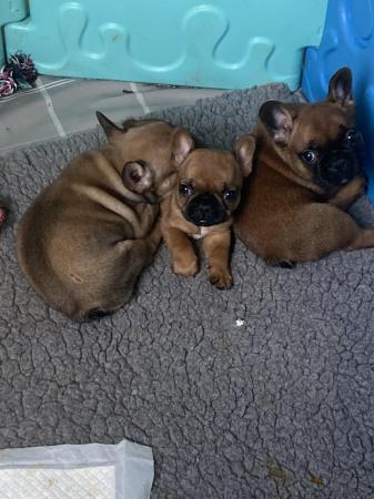 Image 4 of 2 red frenchie pups ready Monday