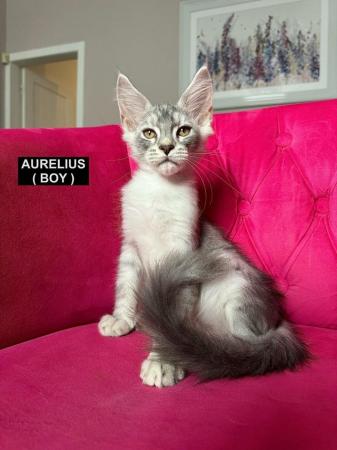 Image 42 of MAINECOON KITTENS - SUPREME CHAMPION BLOODLINE