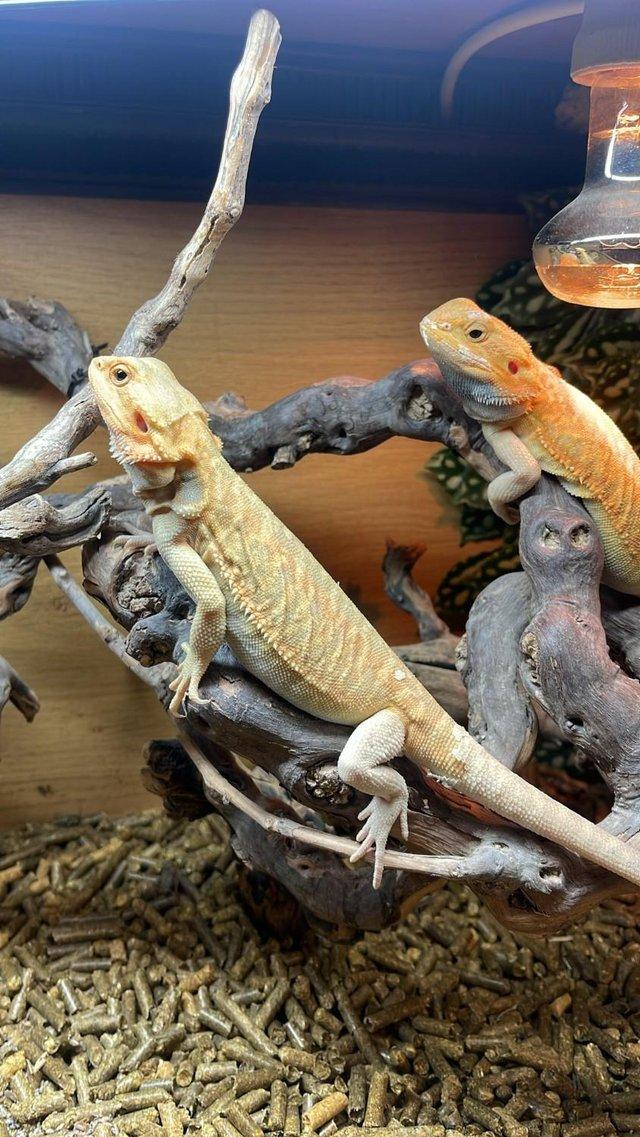 Preview of the first image of Bearded Dragons Special Offer for Grown on Juvenile dragons.