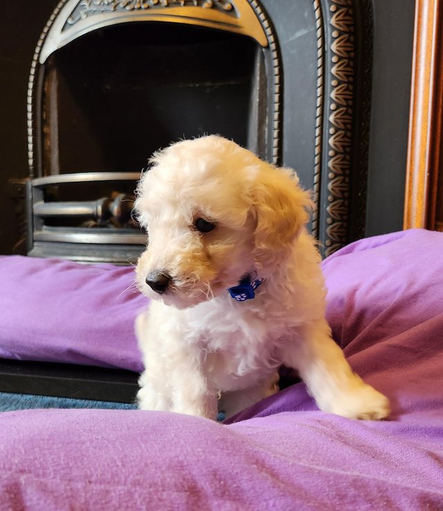 Preview of the first image of Beautiful tiny toy poodle puppies READY NOW.