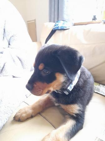 Image 2 of 14 month old microchipped Rottweiler for sale