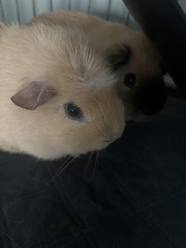 Preview of the first image of 3 month old male Guinea pigs.