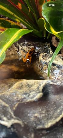 Image 8 of Dart frogs orange phyllobates terribilis black foot