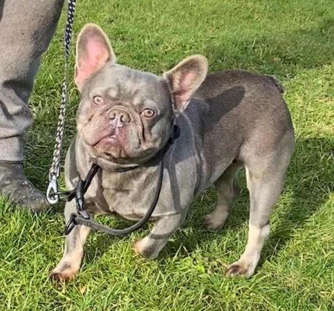 Image 4 of Ultra affectionate Female French Bull Dog 20 months