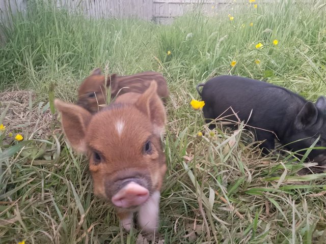 Preview of the first image of Stunning Kune Kune Piglets For Sale.