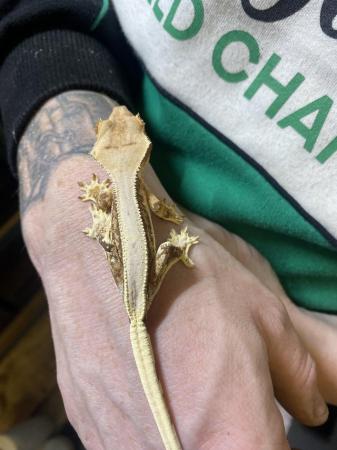 Image 6 of Adult female Lilly white crestie and enclosure