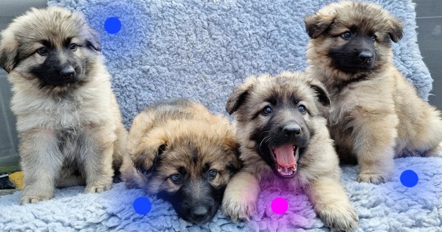 Preview of the first image of Kc registered longhaired german shepherd puppies boys!.