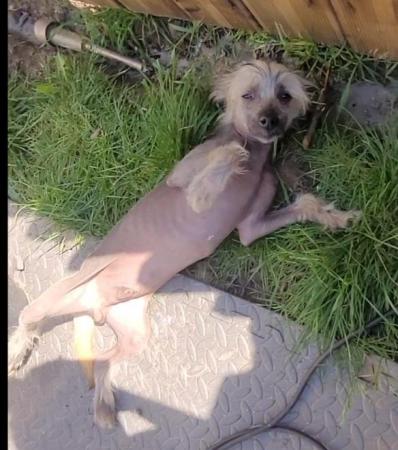 Image 6 of Male 6 Month Chinese Crested