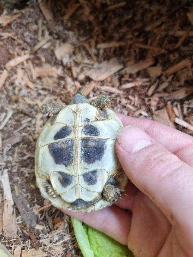 Preview of the first image of Several Baby Hermanns Tortoise.