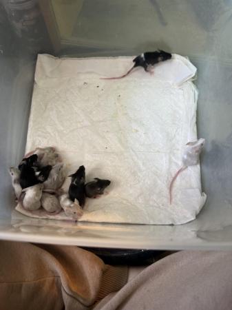 Image 5 of Lovely baby mice male and female avalible
