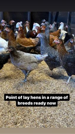 Image 2 of Point of lay French copper maran hens