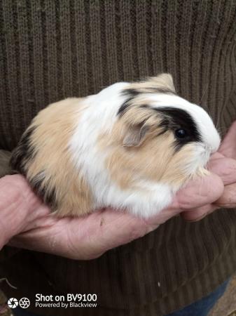 Image 6 of Sheltie guinea pig available