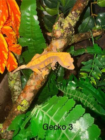 Image 14 of Crested Geckos for sale collection from Chingford.