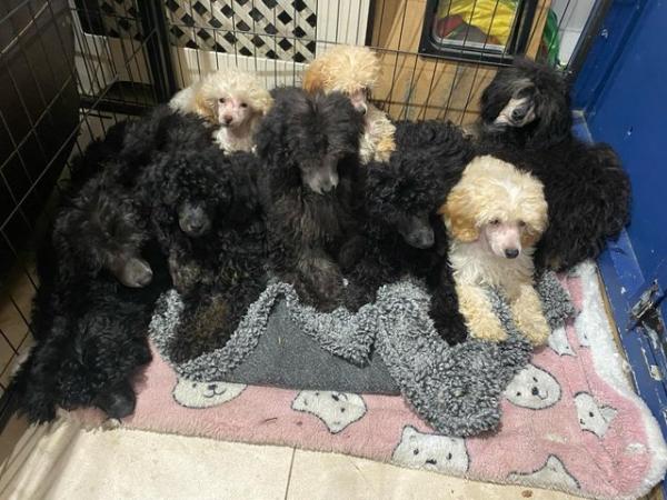 Image 8 of Beautiful Toy Poodles“ready now”