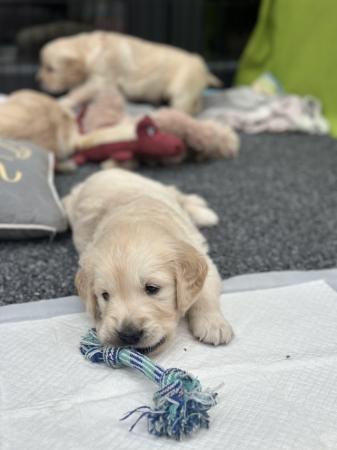 Image 10 of ??Golden Retriever puppies Ready to leave mid April