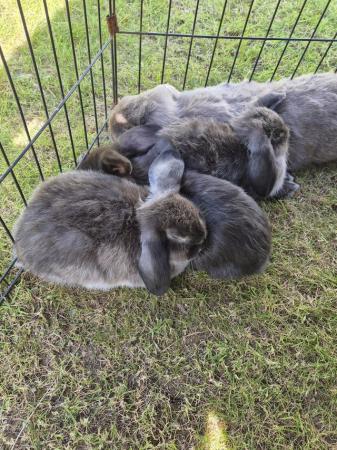 Image 6 of Mini Lop Rabbits fo sale ready to leave now