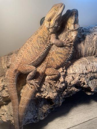 Image 5 of Breeding pair of bearded dragons with setup